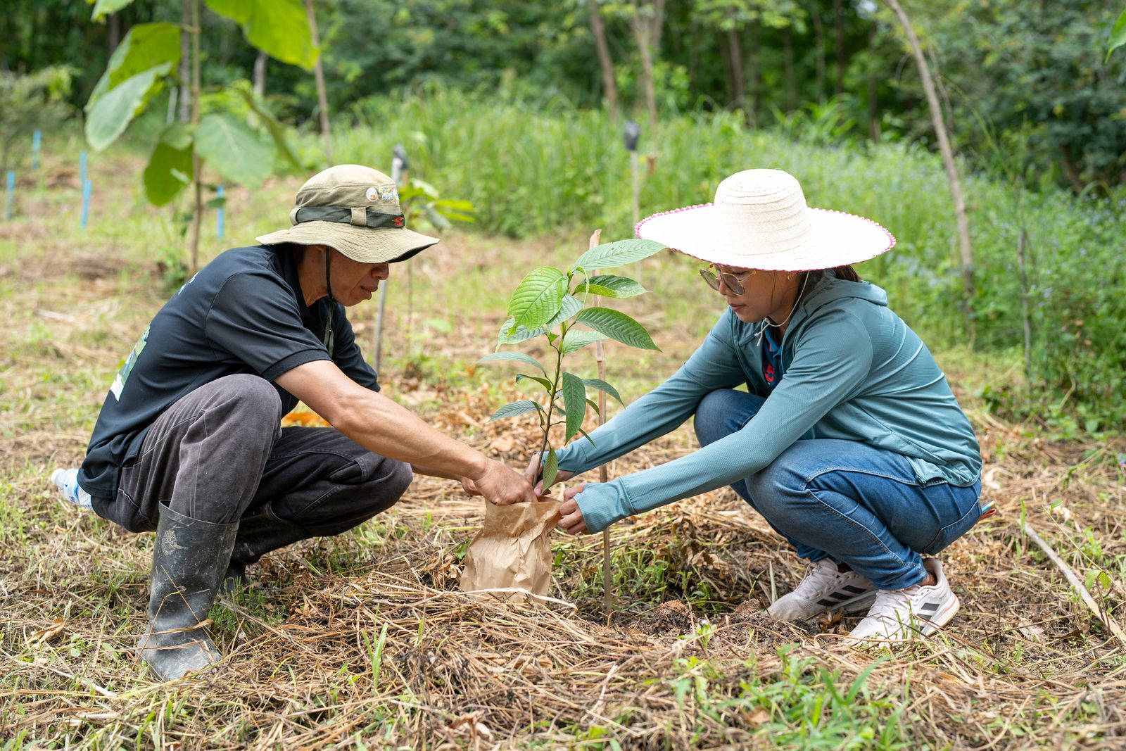 Sarakadee: Trees4All จากคนเมืองถึงเกษตรกร ระบบติดตามผลอุปถัมภ์ต้นไม้