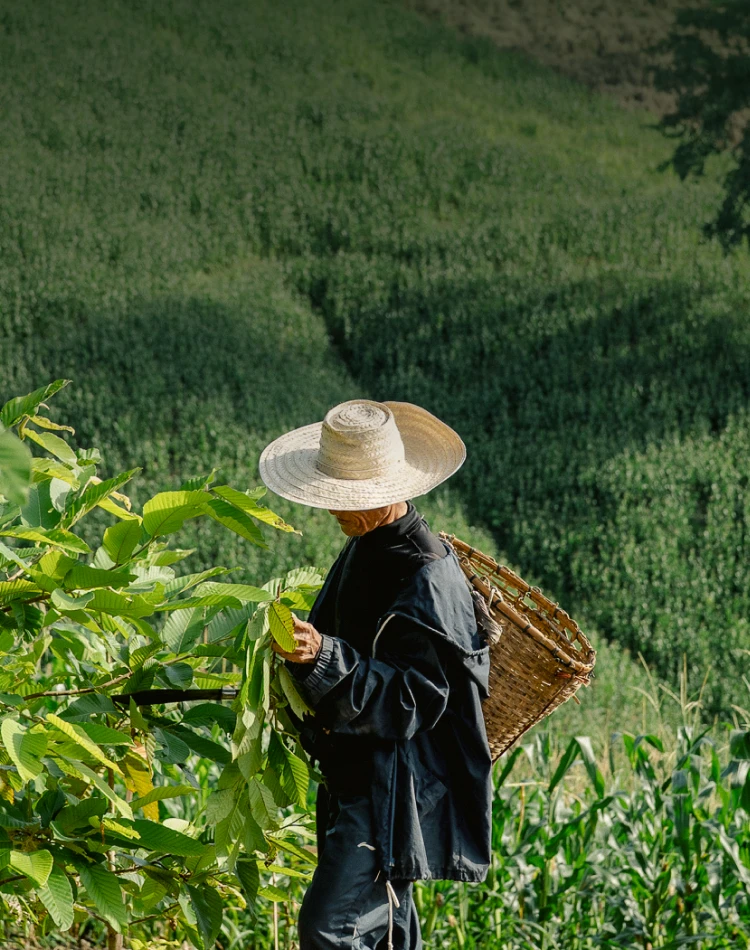 เกษตรกรสวมหมวกใบลานเก็บใบไม้ข้างแปลงเกษตร มีตะกร้าสานอยู่ด้านหลัง ฉากหลังเป็นไร่เขียวขจีบนภูเขา