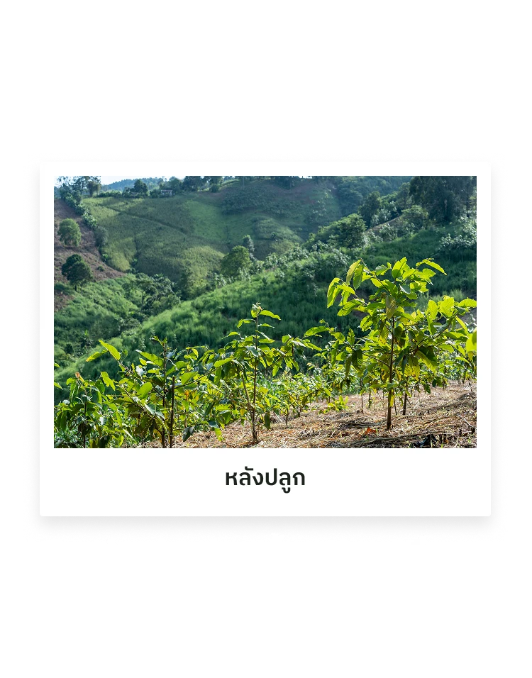 หลังปลูก — แปลงวนเกษตร (มือถือ)