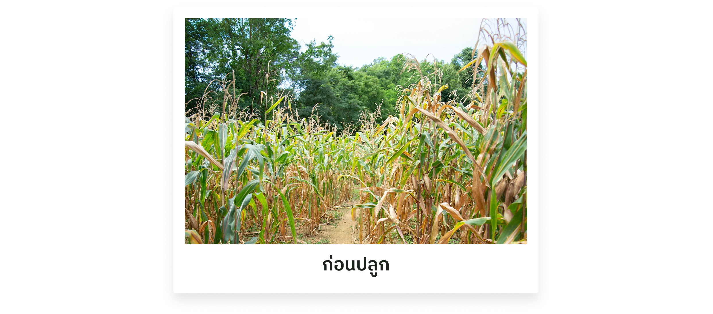 ก่อนปลูก — แปลงเกษตรเชิงเดี่ยว (ภาพเต็ม)